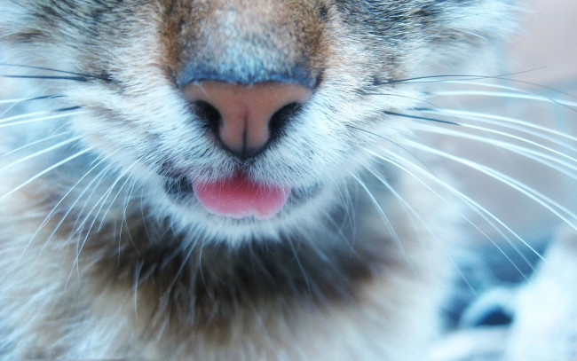 Обои картинки фото животные, дикие кошки, морда, нос, усы, язык