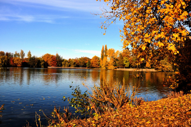 Обои картинки фото природа, реки, озера, эмшер, осень, рекa, гладбек, германия, желтые, листья, ветки, деревья