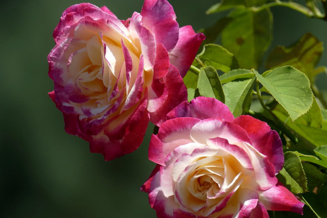 Обои картинки фото цветы, розы, дуэт, бутоны
