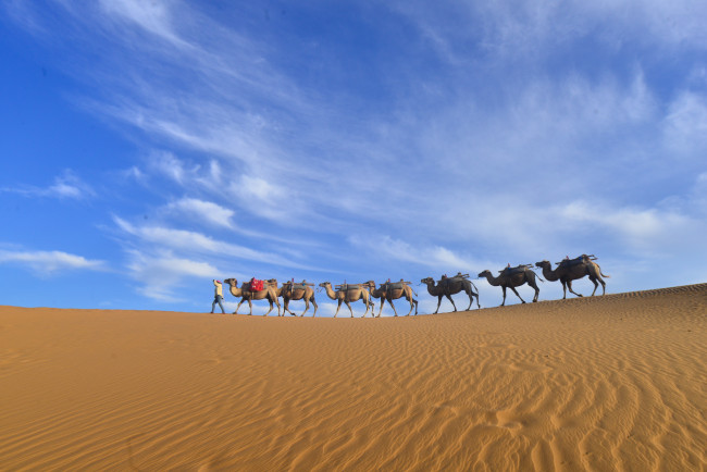 Обои картинки фото животные, верблюды, пустыня, караван, песок