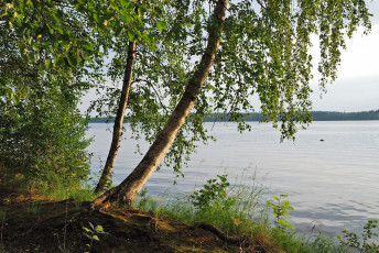Картинка природа реки озера широкая река береза