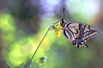 Картинка животные бабочки +мотыльки +моли цветок бабочка махаон