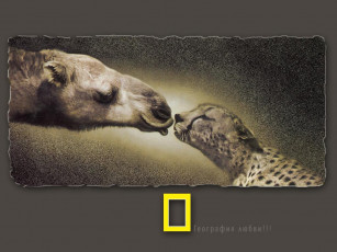 Картинка рисованные животные верблюд гепард