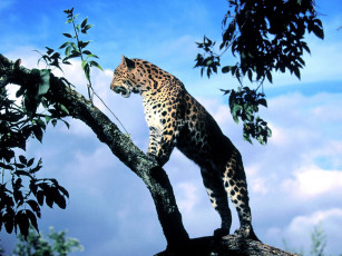 Картинка amur leopard scout животные леопарды