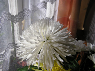 Картинка цветы хризантемы