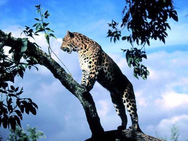 Обои картинки фото amur, leopard, scout, животные, леопарды