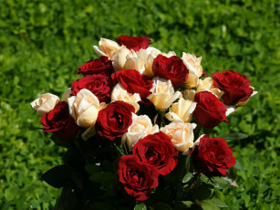 Картинка красные белые розы цветы
