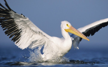 Картинка животные пеликаны