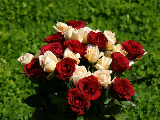 Обои картинки фото красные, белые, розы, цветы