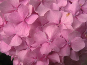 Картинка цветы гортензия розовый нежный