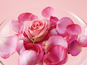 Картинка цветы розы ваза лепестки бутон