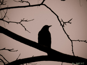 Картинка одиночество животные вороны грачи галки