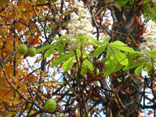 Картинка природа деревья цветы листья каштан
