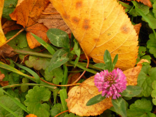 Картинка природа листья клевер макро осень