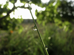 Картинка природа макро роса утро лето трава