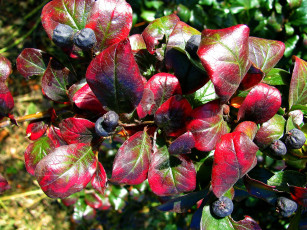 Картинка природа Ягоды глянцевые листья синие ягоды