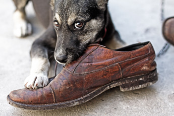 Картинка животные собаки ботинок