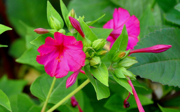 Картинка цветы флоксы розовый зеленый