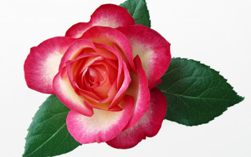 Картинка цветы розы листья макро