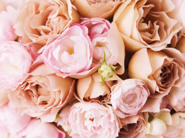 Обои картинки фото цветы, розы, бутончик