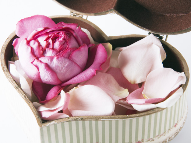 Обои картинки фото цветы, розы, шкатулка, лепестки, сердечко
