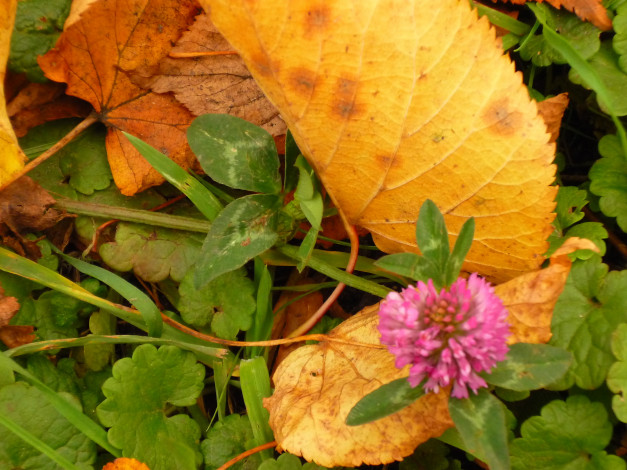 Обои картинки фото природа, листья, клевер, макро, осень