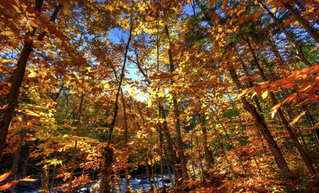 Обои картинки фото природа, лес, осень, листья, желтый