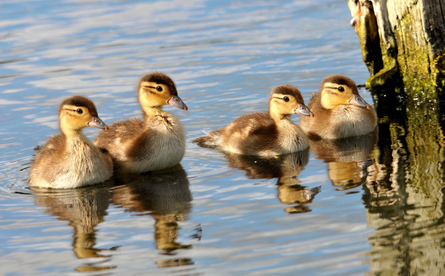 Обои картинки фото животные, утки, малыши, вода