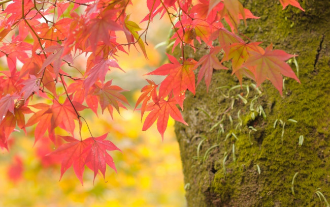 Обои картинки фото природа, листья, осень, клена, ствол