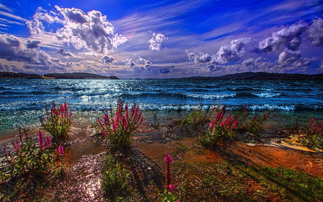 Обои картинки фото природа, побережье, цветы, небо, синий, море
