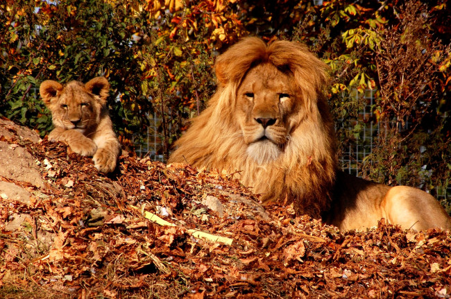 Обои картинки фото животные, львы, малыш, сын, грива, отец