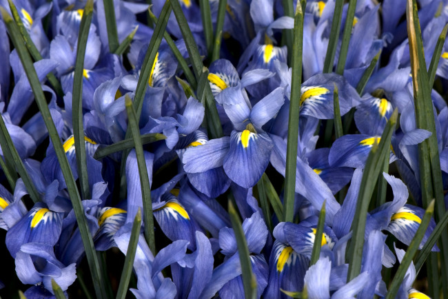 Обои картинки фото цветы, ирисы, синий, много