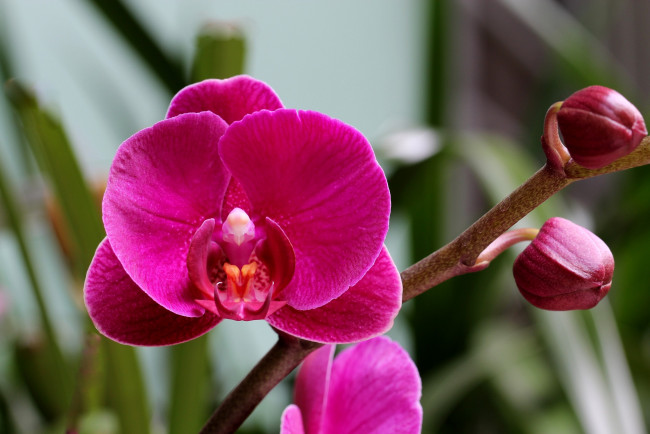 Обои картинки фото цветы, орхидеи, бутоны, яркий, розовый, ветка