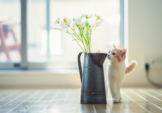 Картинка животные коты hannah benjamin torode котёнок цветы