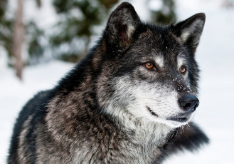 обоя животные, волки, волк, хищник, морда, взгляд, зима, снег, природа