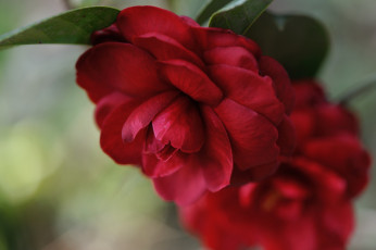 Картинка цветы камелии лепестки красный