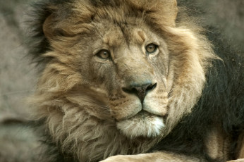 Картинка животные львы морда грива царь портрет