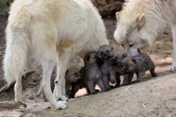 обоя животные, волки, семья, волчата, малыши