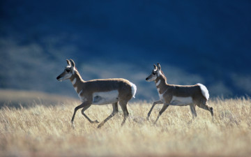 Картинка животные антилопы бег трава степь
