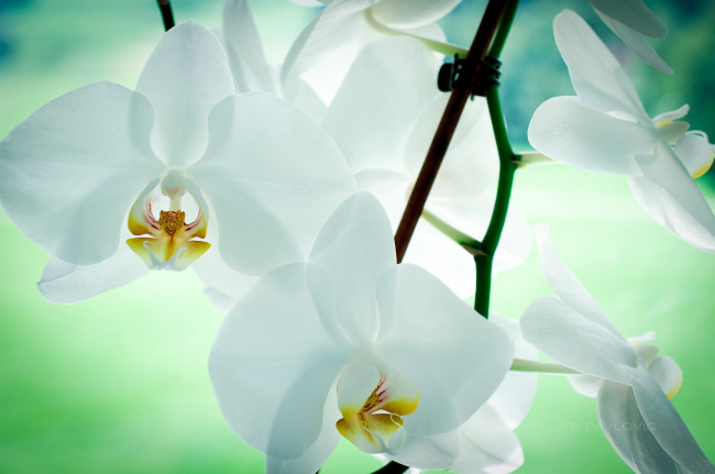 Обои картинки фото цветы, орхидеи, белый, прозрачный