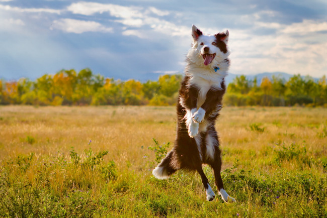 Обои картинки фото животные, собаки, собака, поле, прыжок