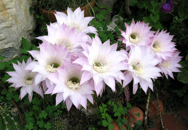 Обои картинки фото цветы, кактусы, розовый, цветение