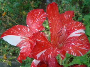 Картинка цветы канна
