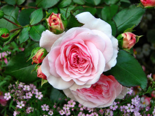 Картинка цветы розы бутон лепестки роза