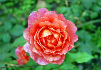 Картинка цветы розы бутон роза лепестки