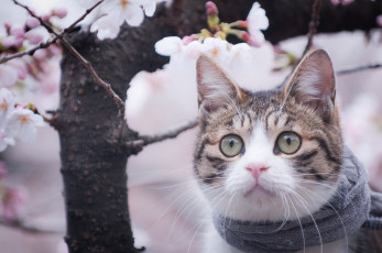 Картинка животные коты дерево взгляд мордочка шарф весна