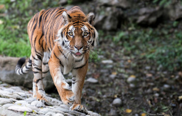 Картинка животные тигры дикая кошка взгляд хищник