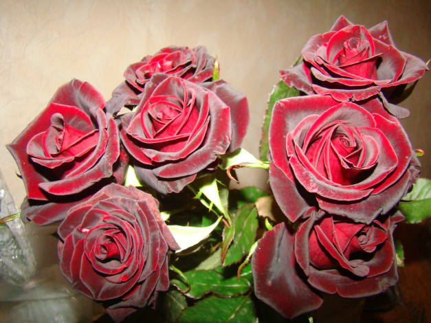 Обои картинки фото розы, цветы
