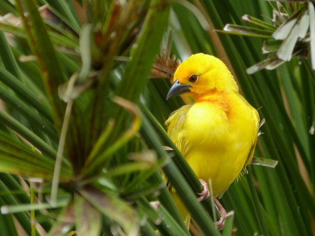 Обои картинки фото животные, птицы, золотой, ткач, листья, african, golden, weaver