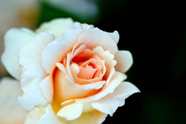 Обои картинки фото цветы, розы, лепестки, бутон, роза